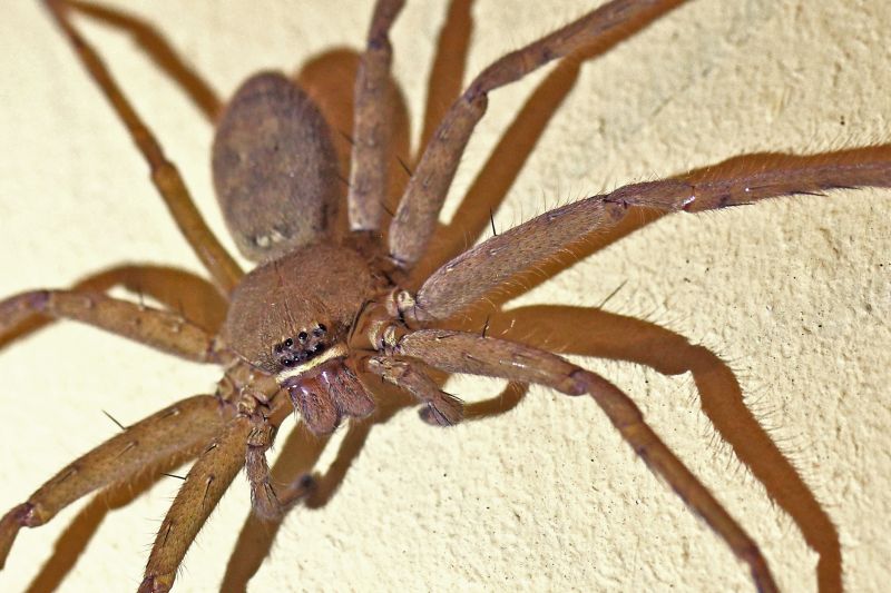 Spider Control Service